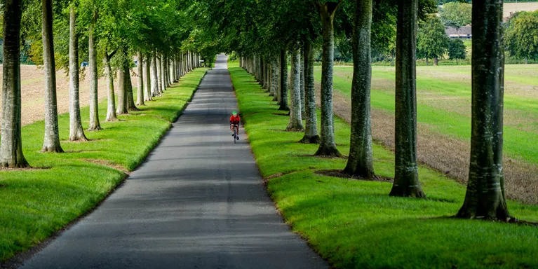 Path lined with trees 