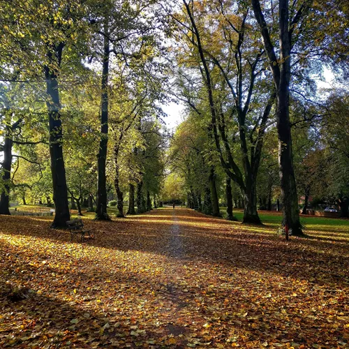 Autumnal park with leaves covering the grass 
